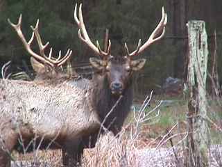 Elk Grazing In The Buffalo River National Park